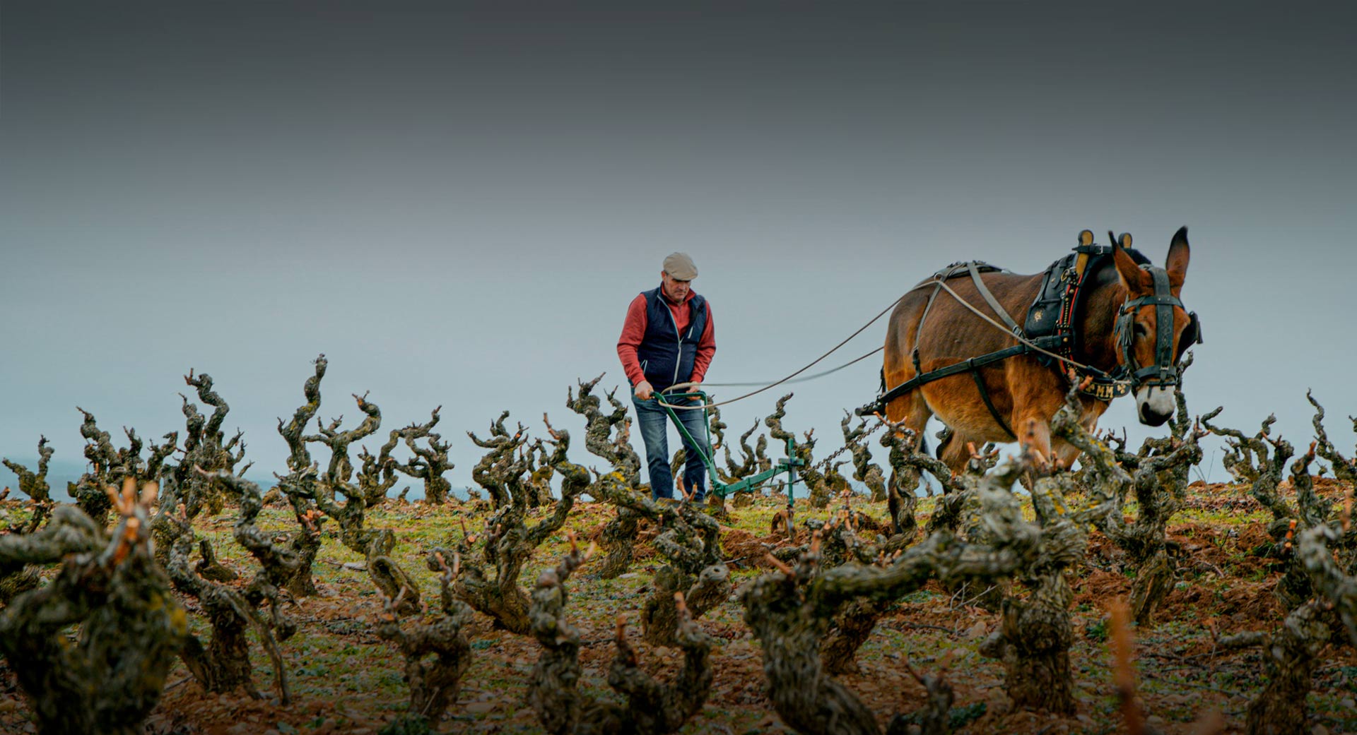 Palacios Vinos de Finca