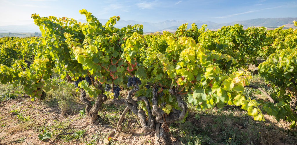 Bodega-Palacios-Vinos-de-Finca-Terruños