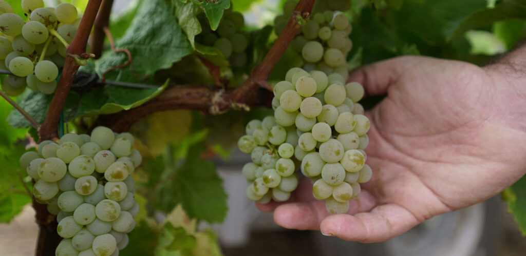 Bodega-Palacios-Vinos-de-Finca-Terruños